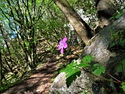 In Linzone spettacolo di narcisi e muscari - 15magg23-FOTOGALLERY